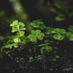 green plants on black soil