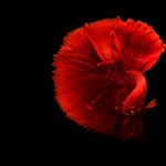 close up of a red siamese fighting fish