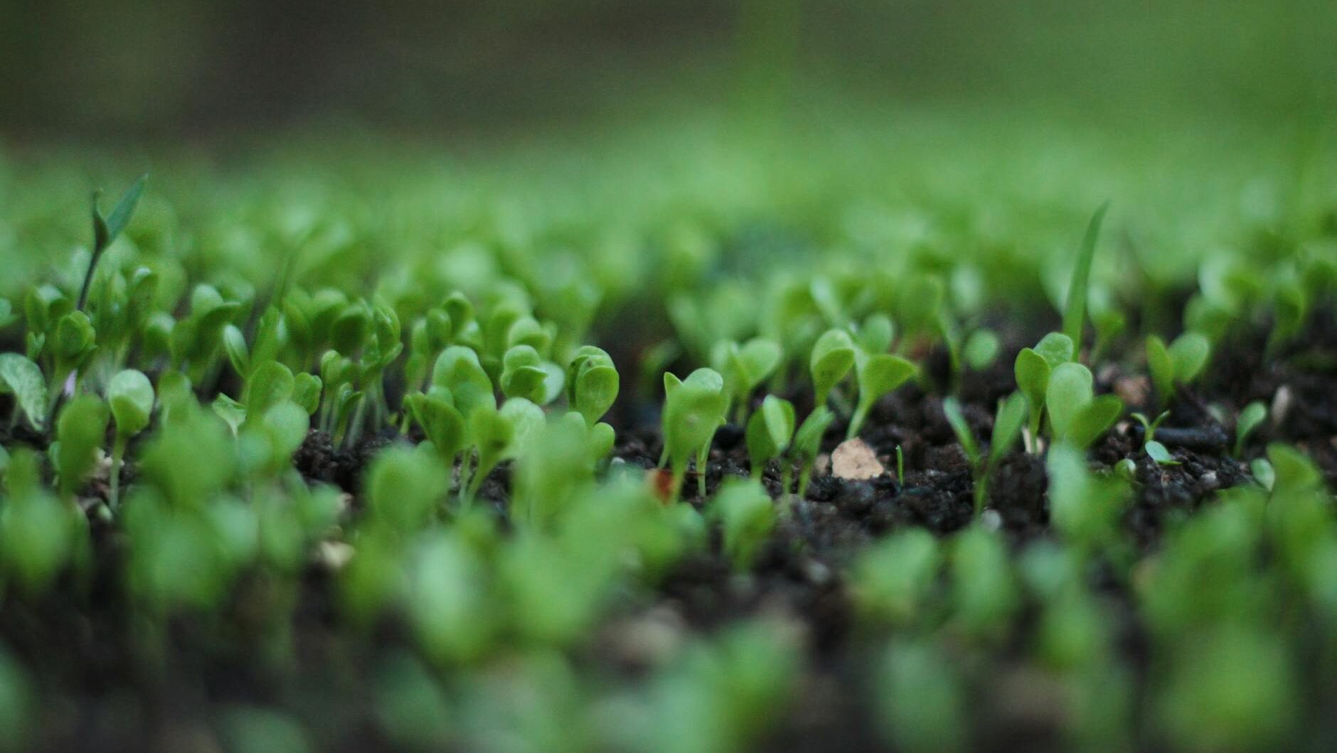 green leafed plant bokeh photography